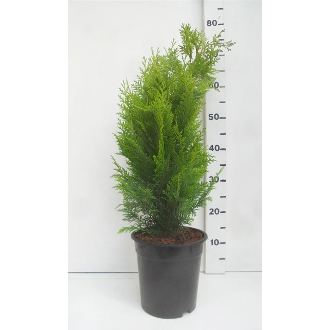 Ädelcypress – Chamaecyparis lawsoniana 'Stardust' - C3 40-50 CM